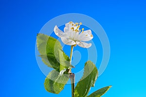 One Cherry Flower on a Blue Background