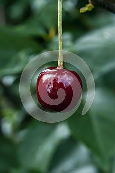 One cherry fruit - closeup