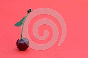 One cherry with a leaf stands on a red background.