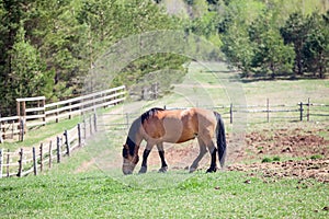 One chestnut horse grazing in paddock