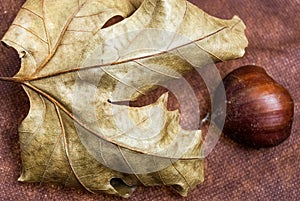 One Chestnuts on Brown Cloth Background with Leaves and raw Sh