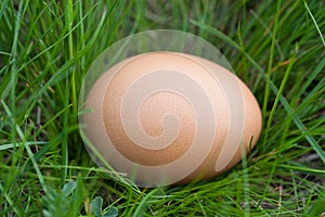One chicken egg lying in a green grass