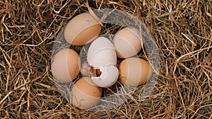 One chicken hatching from the egg - time lapse