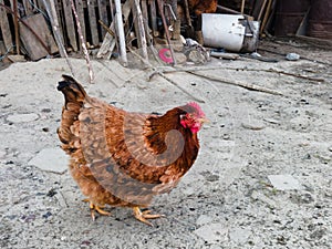 One chicken walks in village yard, free range farming in rural area