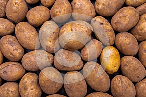 One clean washed yellow potato among heap of fresh organic yellow potatos. Close-up texture.