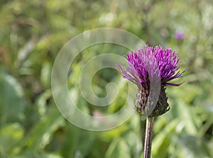 One close up purple field thistle closeup on green bokeh background Floral green-violet background. Pink thorny thistle flower.