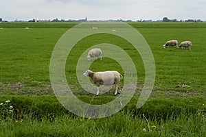 One close up sheep in the foreground with a group of white sheeps grazing in the background. Pure dutch landscape with vibrant