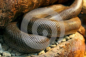 Coastal Rosy Boa