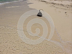 One coconut on the white sand of tropical island Guam