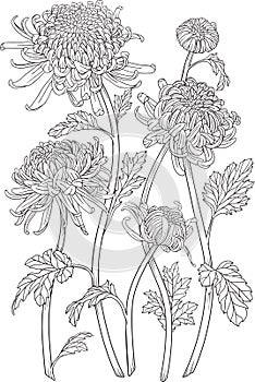 One color chrysanthemum flowers