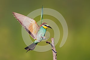 one colorful bee-eater (Merops apiaster) landing on a branch