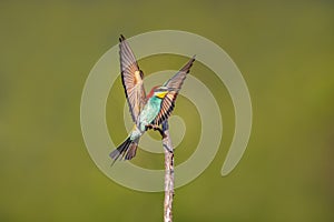 one colorful bee-eater (Merops apiaster) landing on a branch