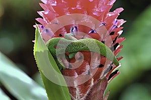 Shy gold dust gecko hiding in a large red ginger bloom.