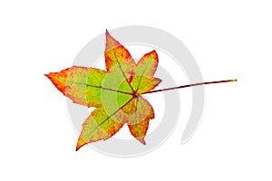 One colorful maple leaf in autumn on white