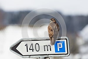 One common buzzard buteo buteo sitting on parking sign in winter