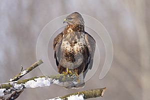 One common buzzard Buteo buteo standing on the branch and looking at approaching enemy photo