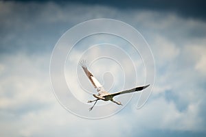 One common crane Grus grus flying