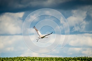 One common crane Grus grus flying