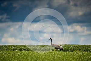 One common crane Grus grus in nature meadow