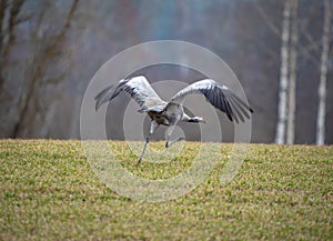 One Common Crane taking off
