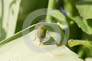 One common green shieldbug, shield bug, Palomena prasina or stink bug sitting on green foliage in spring, close-up, Shropshire, UK
