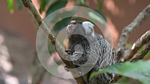 One common marmoset on tree branch