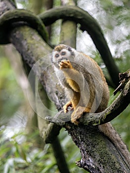 one Common squirrel monkey, Saimiri sciureus, sits on a tree and curiously observes the surroundings