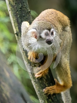 one Common squirrel monkey, Saimiri sciureus, sits on a tree and curiously observes the surroundings