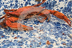 One cooked Maryland crab with old bay seasoning on a blue and white spatter plate