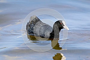 One coot isolated in background of lake