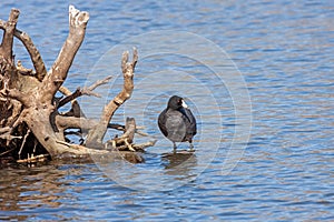 One Coot Stands Near a Sunken Tree
