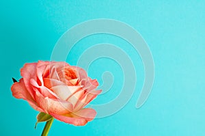 One coral rose on a blue background. Copy space.  Concept Mother`s Day, Family Day, Valentine`s Day