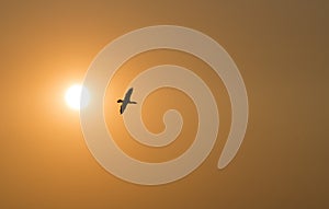 One cormorant bird fly during sunset