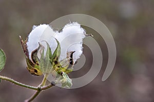One cotton bud on a cotton field, close up, outdoor