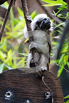 One Cotton-top Tamarin Monkey