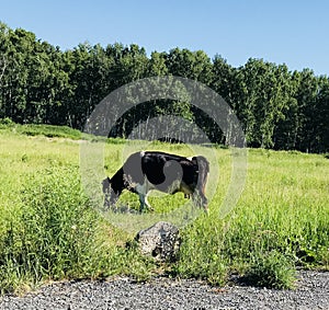 One cow graze on the green meadow.