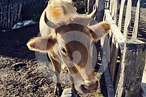 One cow with horns in a barn in Albania.