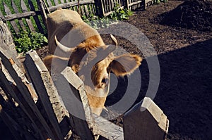 One cow with horns in a barn in Albania from above