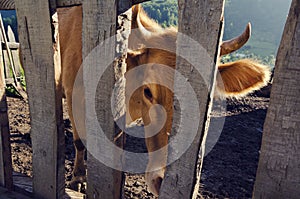 One cow with horns in a barn in Albania looking through the fence