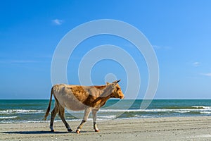 One cow spotted walking on a sandy beach. Horizontal view of a c