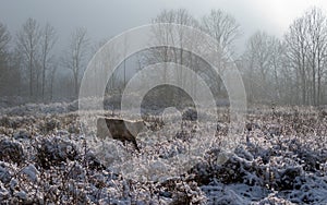 One cow stands in snowy pasture against forest in haze