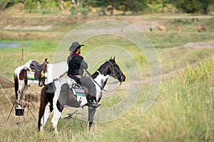 One cowboy on horse look to grasses field to take care cow that he feed them in field near catchment or river