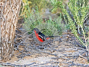 Crimson-breasted Shrike, Laniarius atrococcineus, Kalahari, South Africa