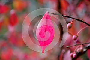 One crimson leave of winged euonymus in autumn in the garden close-up.