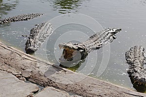 One crocodile showing teeth. Open jaws crocodile