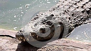 One crocodile showing teeth. Open jaws crocodile.