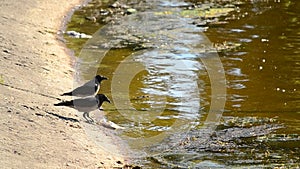 One crow eats dead fish, and the other drinks water