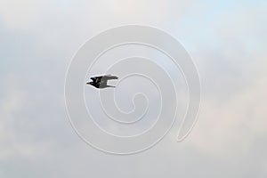 One crow flies in the blue dramatic sky in winter