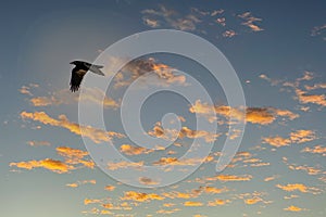 One crow flies in the blue and orange dramatic sky in winter