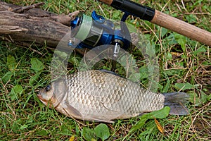 One crucian fish on green grass. Catching freshwater fish and fishing rod with fishing reel on green grass